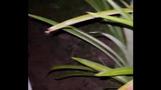horny sri lankan village hot pussy girl fuck with stranger